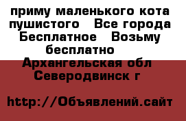 приму маленького кота пушистого - Все города Бесплатное » Возьму бесплатно   . Архангельская обл.,Северодвинск г.